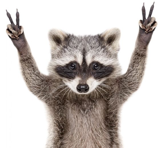 Szop w czerwonych okularach