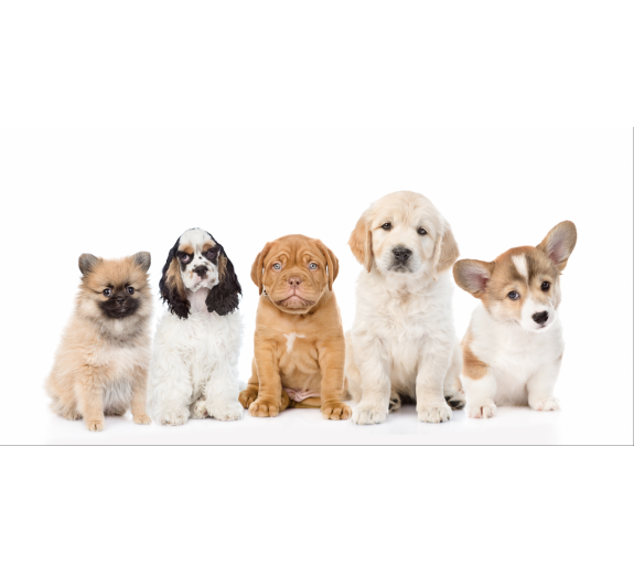 Naklejka z laminatem