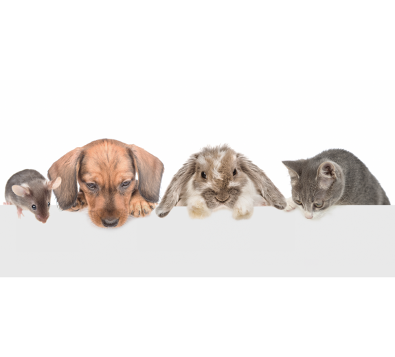 Naklejka z laminatem